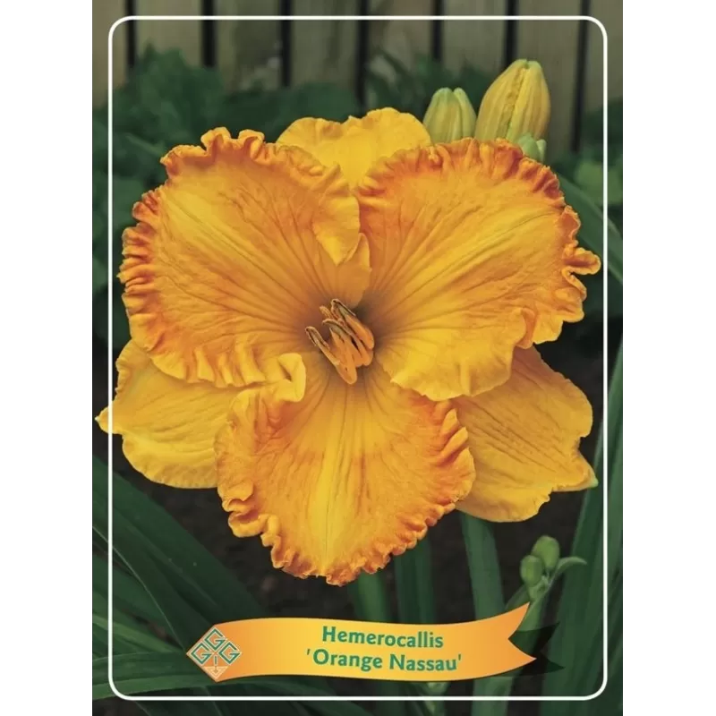 Viendienė - Hemerocallis ORANGE NASSAU