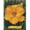 copy of Viendienė - Hemerocallis Orange Nassau P11