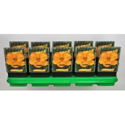 copy of Viendienė - Hemerocallis Orange Nassau P11