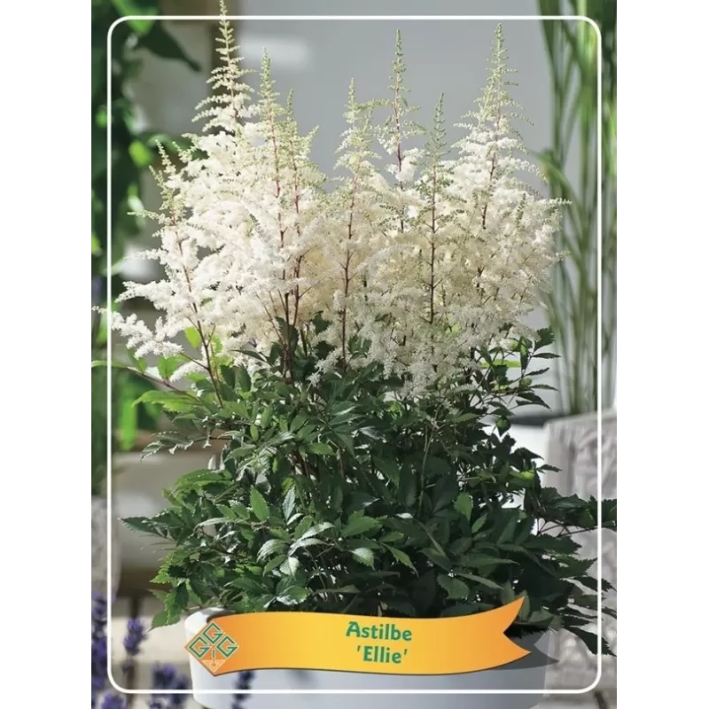 Astilbe Ellie P11