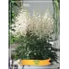 Astilbe Ellie P11