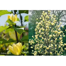 Medžiai ir krūmai internetu su pristatymu į namus visoje Lietuvoje