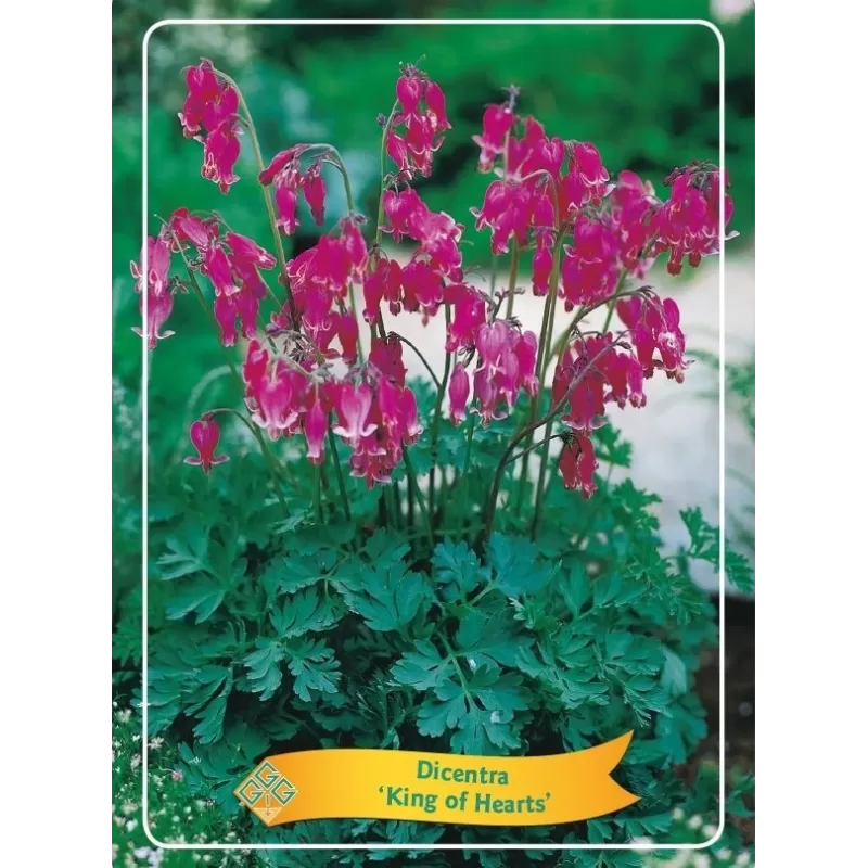 Dicentra King of Hearts