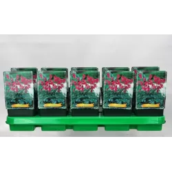 Dicentra King of Hearts