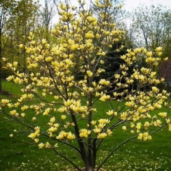 Magnolia Yellow Bird C15 125-150
