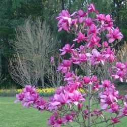 Magnolija - Magnolia VULCAN