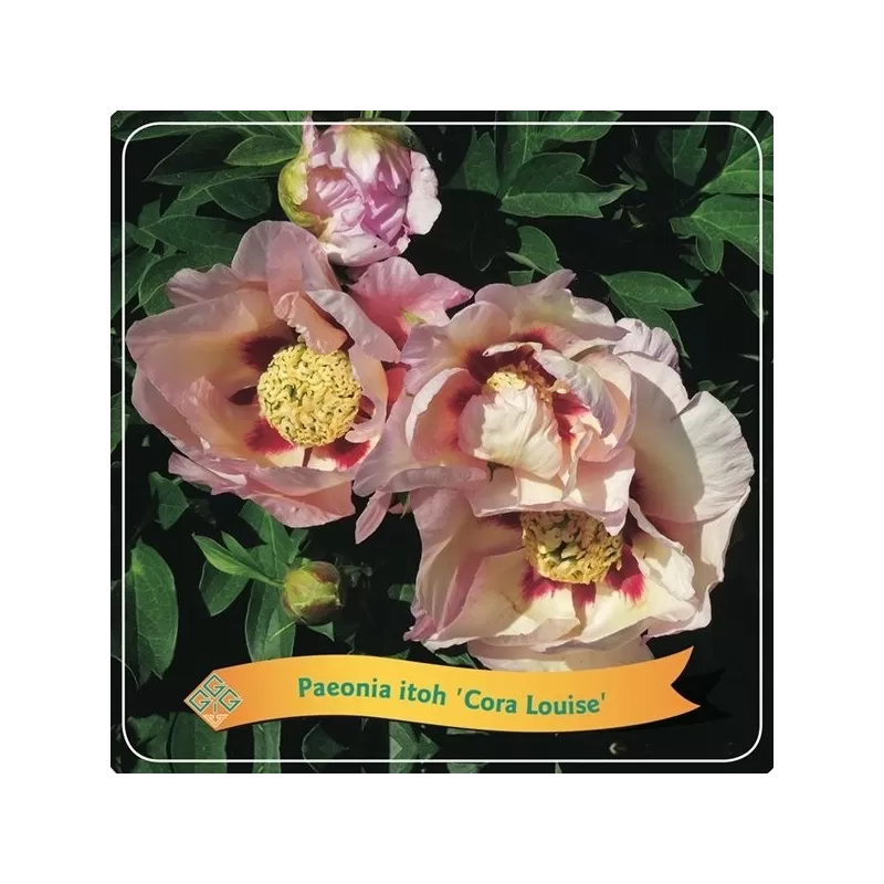 copy of Bijūnas (ITOH) - Paeonia itoh Cora Louise P21 C5 lašišų sp. pristatymas 2022 m. pavasarį