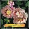copy of Bijūnas (ITOH) - Paeonia itoh Cora Louise P21 C5 lašišų sp. pristatymas 2022 m. pavasarį