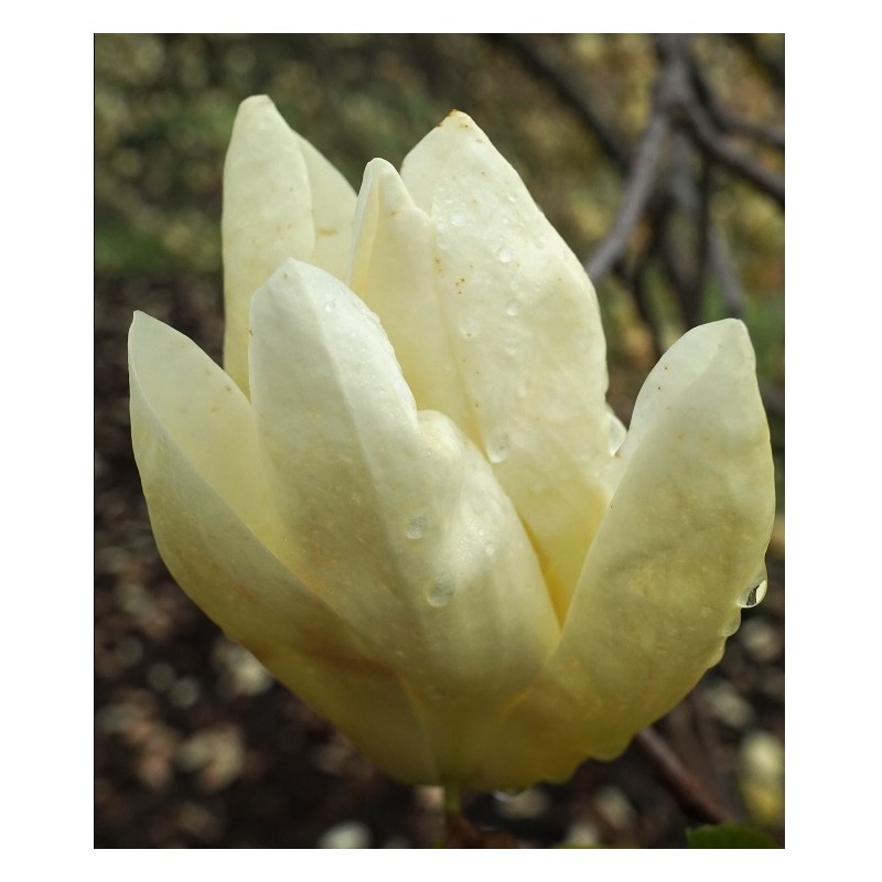  Magnolia br. Elizabeth C15 125-150
