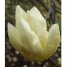  Magnolia br. Elizabeth C15 125-150