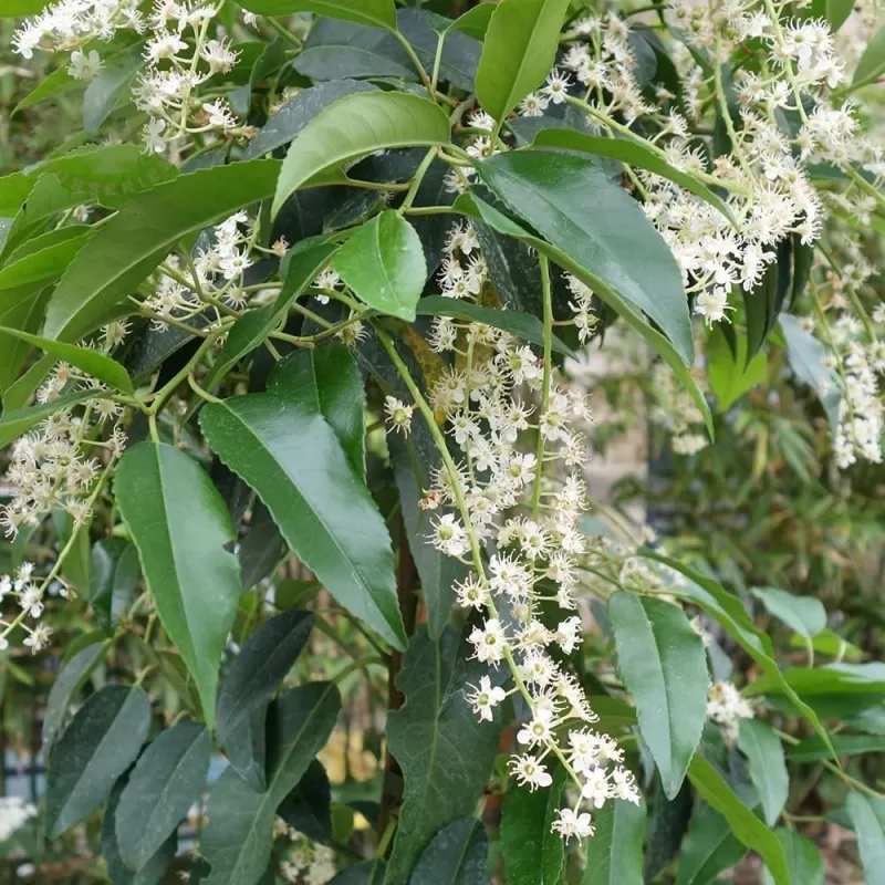 Mažalapė ieva - Prunus lusitanica Angustifolia
