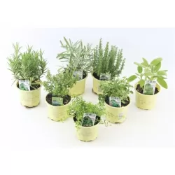Prieskoninių augalų asorti - Herb mix (6-8 skirtingos rūšys rinkinyje)
