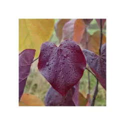 Kanadinis cercis - Cercis canadensis MERLOT