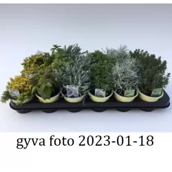 Prieskoninių augalų asorti - Herb mix (6-8 skirtingos rūšys rinkinyje)