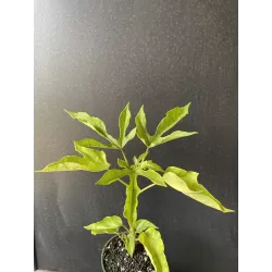Papaya carica pentagona