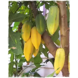 Papaja - Papaya carica pentagona