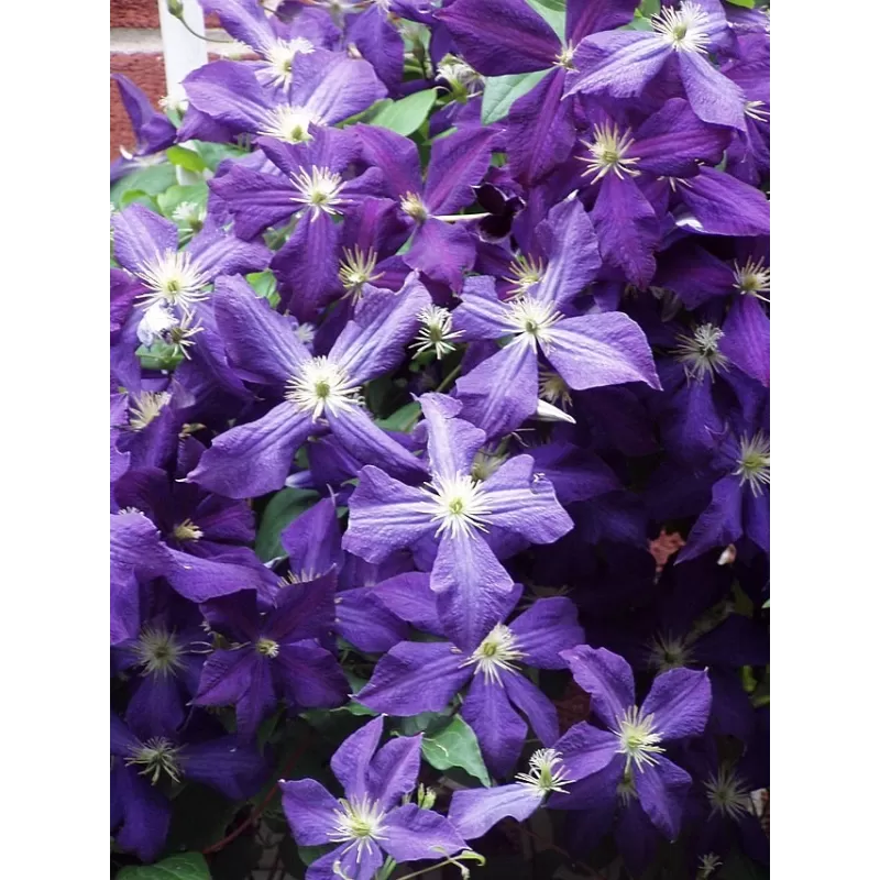 copy of Raganė (stambiažiedė žakamano) - Clematis Jackmanii P14 C2