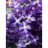 Raganė - Clematis JACKMANII