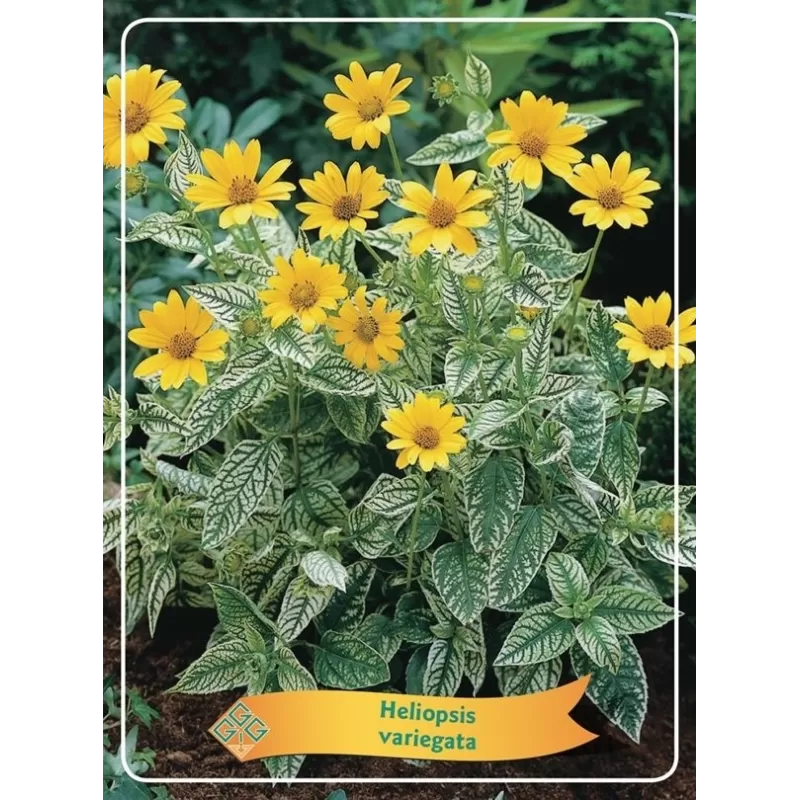 Saulakis - Heliopsis variegata