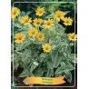 Saulakis - Heliopsis variegata