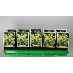 Saulakis - Heliopsis variegata