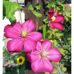 Plačiažiedė raganė - Clematis patens VILLE DE LYON