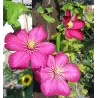 Clematis VILLE DE LYON