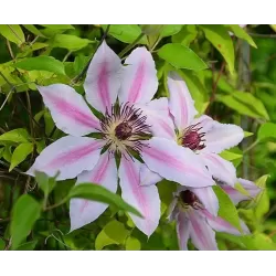 Clematis NELLY MOSER
