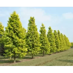 Metasekvoja - Metasequoia glyptostroboides GOLDRUSH