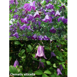 Clematis Viticella P14 C2