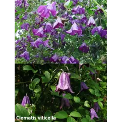 Mėlynžiedė raganė - Clematis viticella