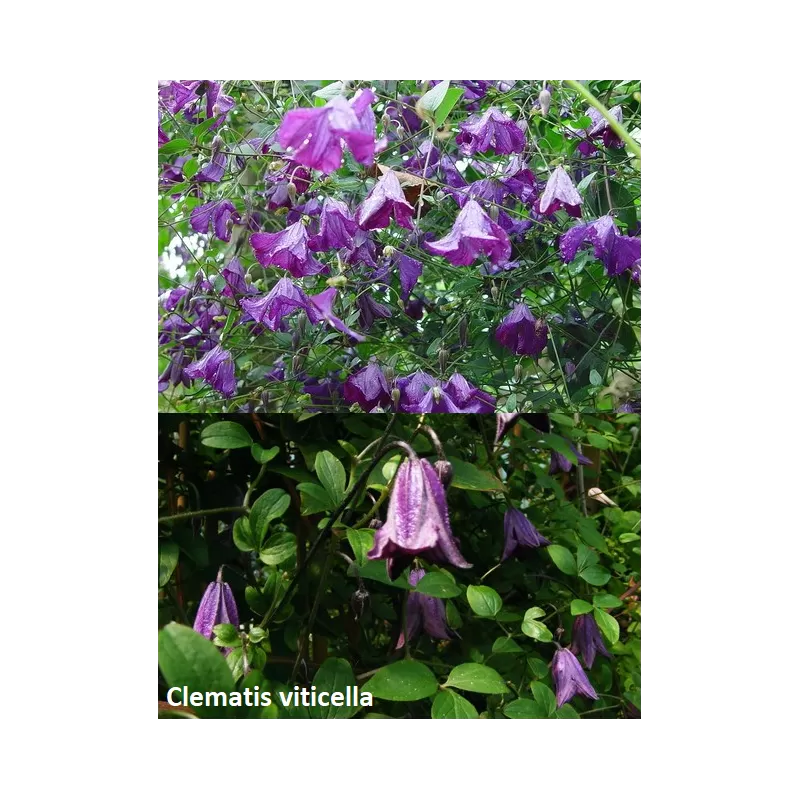 Clematis Viticella P14 C2