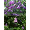 Mėlynžiedė raganė - Clematis viticella