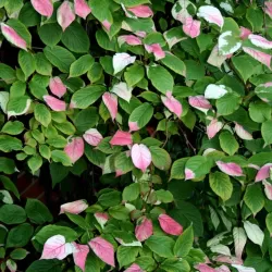 Margalapė aktinidija, vyriška - Actinidia kolomikta 'Adam' P9 20-25 CM