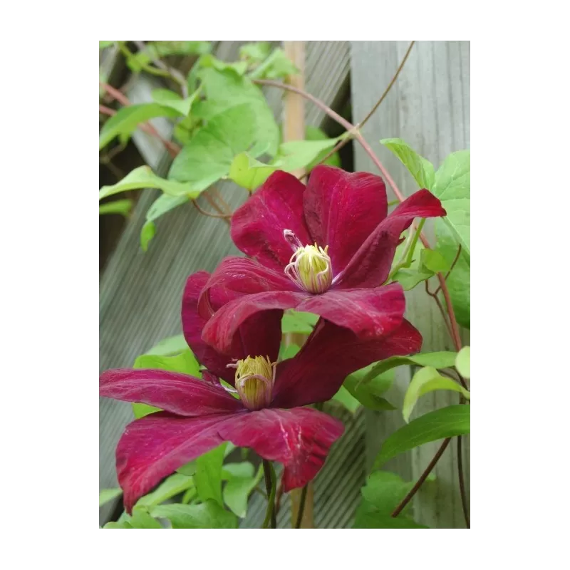 copy of NAUJIENA Raganė (stambiažiedė vėlyvoji) - Clematis Voluceau P14 C2