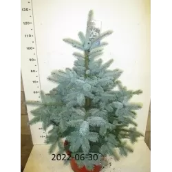 Dygioji eglė - Picea pungens SUPER BLUE