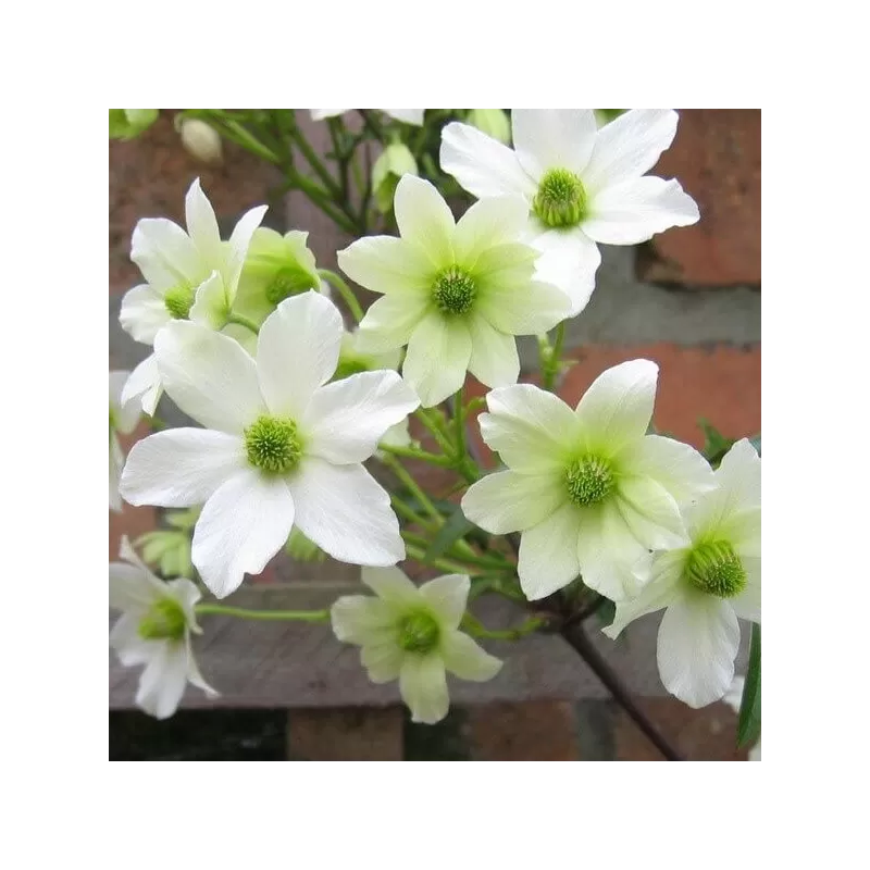 Raganė - Clematis Early Sensation P14 C2 balta pristatymas 2022 m. pavasarį