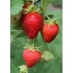 copy of Braškė, raudonžiedė - Fragaria Delizz 12Ø gyva foto 2022-03-31