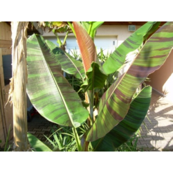 Bananas - Musa sikkimensis