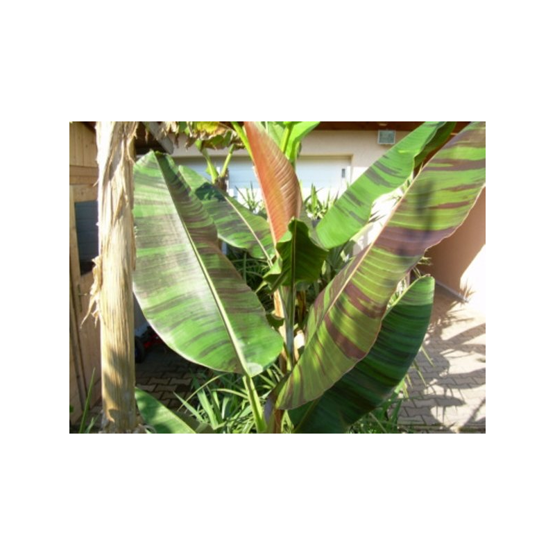 Bananas - Musa sikkimensis