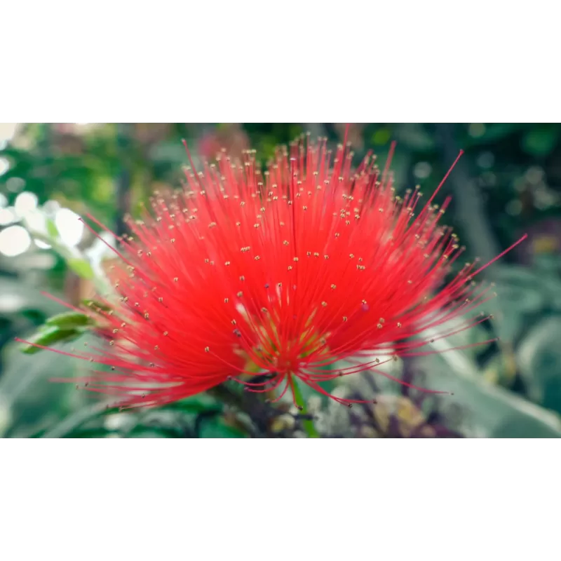 Calliandra tweedii