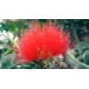 Calliandra tweedii