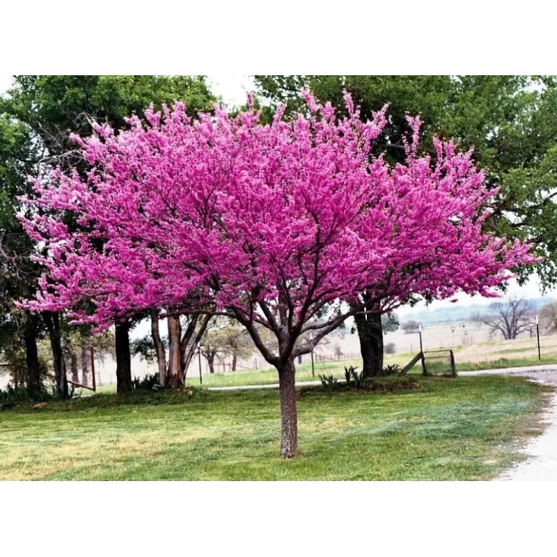 Kanadinis cercis - Cercis canadensis MERLOT