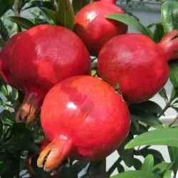 Granatmedis - Punica granatum NANA