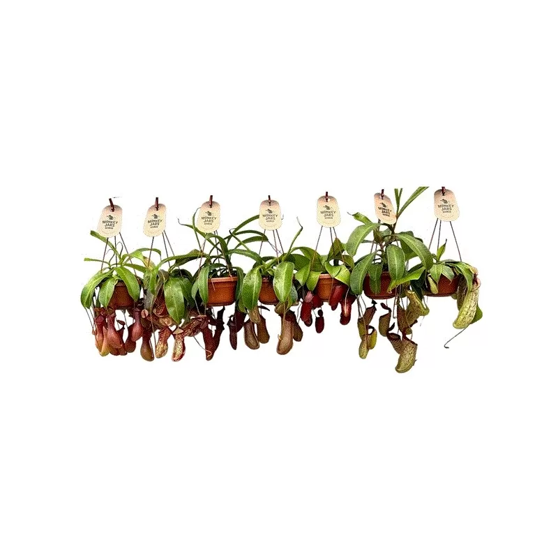 Ąsotenis mix - Nepenthes MIX