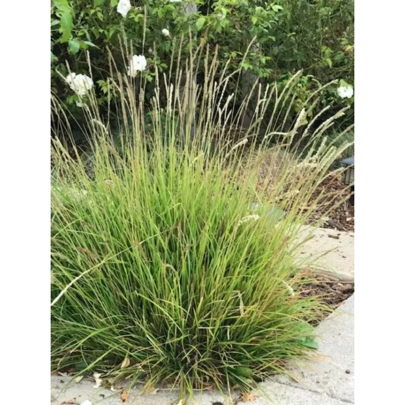 Mėlitas - Sesleria caerulea P9