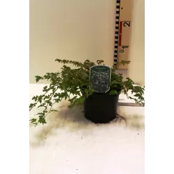 Karpytalapių stefanandrų Crispa sodinukai su pristatymu į namus