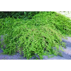 Karpytalapių stefanandrų Crispa sodinukai su pristatymu į namus