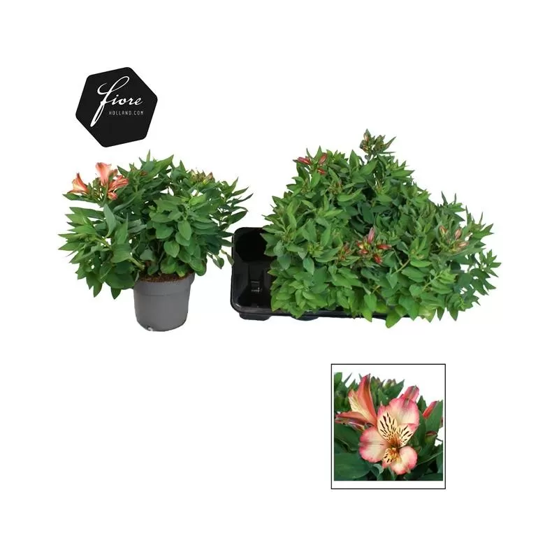 Alstromerija - Alstroemeria Bryce P19