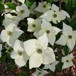 Dogwood - Cornus kousa MILKY WAY